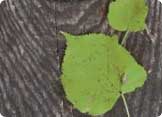 Image of leaf on woodgrain